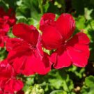 10 PCS Seeds Geranium Macrorrhizum Dark Red Flower 10 PCS Seeds Geranium Macrorrhizum Dark Red Flower