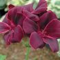 10 PCS Seeds Geranium Macrorrhizum Dark Red Flower