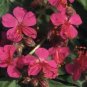 10 PCS Seeds Geranium Macrorrhizum Dark Red Flower