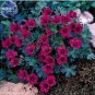 10 PCS Seeds Geranium Macrorrhizum Dark Red Flower