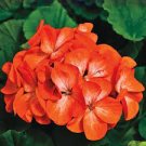 10 PCS Seeds Geranium Maverick Orange Perennial Flower