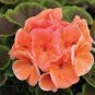 10 PCS Seeds Geranium Maverick Orange Perennial Flower