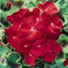 10 PCS Seeds Geranium Maverick Scarlet Perennial Flower 10 PCS Seeds Geranium Maverick Scarlet Perennial Flower