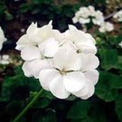 10 PCS Seeds Geranium Maverick White Perennial Flower 10 PCS Seeds Geranium Maverick White Perennial Flower