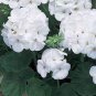 10 PCS Seeds Geranium Maverick White Perennial Flower