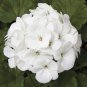 10 PCS Seeds Geranium Maverick White Perennial Flower