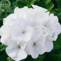 10 PCS Seeds Geranium Maverick White Perennial Flower