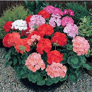 10 PCS Seeds Geranium Mixed 4 Types Rare