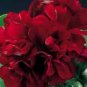10 PCS Seeds Geranium Mixed 4 Types Rare