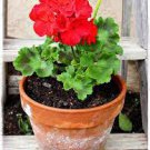 10 PCS Seeds Geranium Mixed 9 Types of Bonsai 10 PCS Seeds Geranium Mixed 9 Types of Bonsai