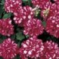 10 PCS Seeds Geranium Mixed 9 Types of Bonsai
