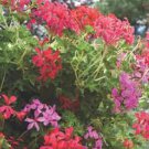 10 PCS Seeds Geranium Mixed Dark Red Petals Pink Edege Flowers Deep Red and White Semidouble Flowers 10 PCS Seeds Geranium Mixed Dark Red Petals Pink Edege Flowers Deep Red and White Semidouble Flowers