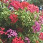 10 PCS Seeds Geranium Mixed Dark Red Petals Pink Edege Flowers Deep Red and White Semidouble Flowers