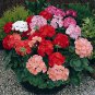 10 PCS Seeds Geranium Mixed Dark Red Petals Pink Edege Flowers Deep Red and White Semidouble Flowers