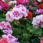 10 PCS Seeds Geranium Mixed Dark Red Petals Pink Edege Flowers Deep Red and White Semidouble Flowers