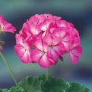 30 PCS Seeds Geranium Mixed Rose 30 PCS Seeds Geranium Mixed Rose