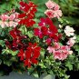 10 PCS Seeds Geranium Mixed White Red Spot Double Petals Purple Black Stripes Flowers