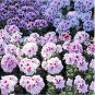 10 PCS Seeds Geranium Mixed White Red Spot Double Petals Purple Black Stripes Flowers