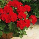 10 PCS Seeds Geranium Orangish Red Ball-typed Big Blooms Bonsai Flowers