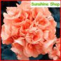 10 PCS Seeds Geranium Orangish Red Ball-typed Big Blooms Bonsai Flowers