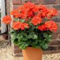 10 PCS Seeds Geranium Orangish Red Ball-typed Big Blooms Bonsai Flowers