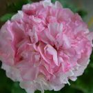 10 PCS Seeds Geranium Peach Pink Light Color Ball-types Bonsai Flowers 10 PCS Seeds Geranium Peach Pink Light Color Ball-types Bonsai Flowers