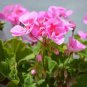 10 PCS Seeds Geranium Peach Pink Light Color Ball-types Bonsai Flowers