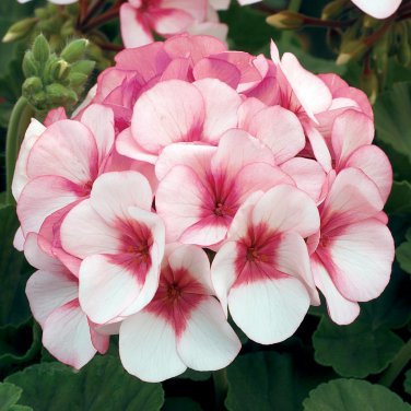 10 PCS Seeds Geranium Peach Pink Red Compact Single Petals Flowers