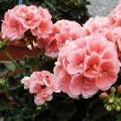 10 PCS Seeds Geranium Pink & Golden Single Dense Petals Big Blooms Bonsai Flowers 10 PCS Seeds Geranium Pink & Golden Single Dense Petals Big Blooms Bonsai Flowers