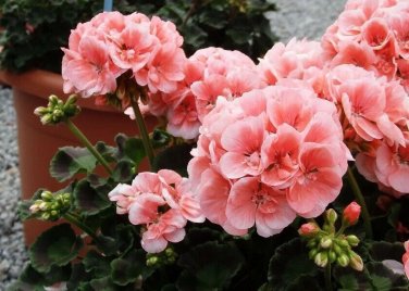 10 PCS Seeds Geranium Pink & Golden Single Dense Petals Big Blooms Bonsai Flowers
