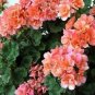 10 PCS Seeds Geranium Pink & Golden Single Dense Petals Big Blooms Bonsai Flowers