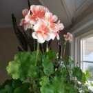 10 PCS Seeds Geranium Pink White Double Petals Perennial Flower 10 PCS Seeds Geranium Pink White Double Petals Perennial Flower