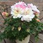 10 PCS Seeds Geranium Pink White Double Petals Perennial Flower