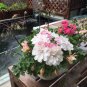 10 PCS Seeds Geranium Pink White Double Petals Perennial Flower