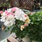 10 PCS Seeds Geranium Pink White Double Petals Perennial Flower