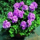 100 PCS Seeds Geranium Planting Bonsai Flower Plants Bonsais Potted Geranium