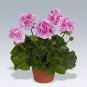 100 PCS Seeds Geranium Planting Bonsai Flower Plants Bonsais Potted Geranium