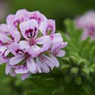 10 PCS Seeds Geranium Purely Light Pink Compact Rosebuds (flower won't open) Flower