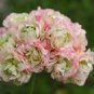 10 PCS Seeds Geranium Purely Light Pink Compact Rosebuds (flower won't open) Flower