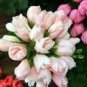 10 PCS Seeds Geranium Purely Light Pink Compact Rosebuds (flower won't open) Flower