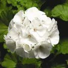 10 PCS Seeds Geranium Purely Milky White Big Blooms Perennial Bonsai Flowers