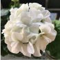 10 PCS Seeds Geranium Purely Milky White Big Blooms Perennial Bonsai Flowers