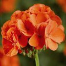 10 PCS Seeds Geranium Purely Orange Double Petals Perennial Bonsai Flowers 10 PCS Seeds Geranium Purely Orange Double Petals Perennial Bonsai Flowers