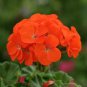 10 PCS Seeds Geranium Purely Orange Double Petals Perennial Bonsai Flowers