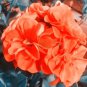 10 PCS Seeds Geranium Purely Orange Double Petals Perennial Bonsai Flowers
