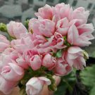 10 PCS Seeds Geranium Purely Pink Double Petals Dense Ball-shaped Perennial Bonsai Flowers