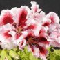 10 PCS Seeds Geranium Purely Pink Double Petals Dense Ball-shaped Perennial Bonsai Flowers