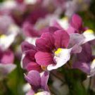 10 PCS Seeds Geranium Purely White Petals Purple Spot Flower