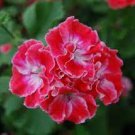 10 PCS Seeds Geranium Red Corrugated Double Petals with White Centre Flowers