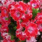 10 PCS Seeds Geranium Red Corrugated Double Petals with White Centre Flowers